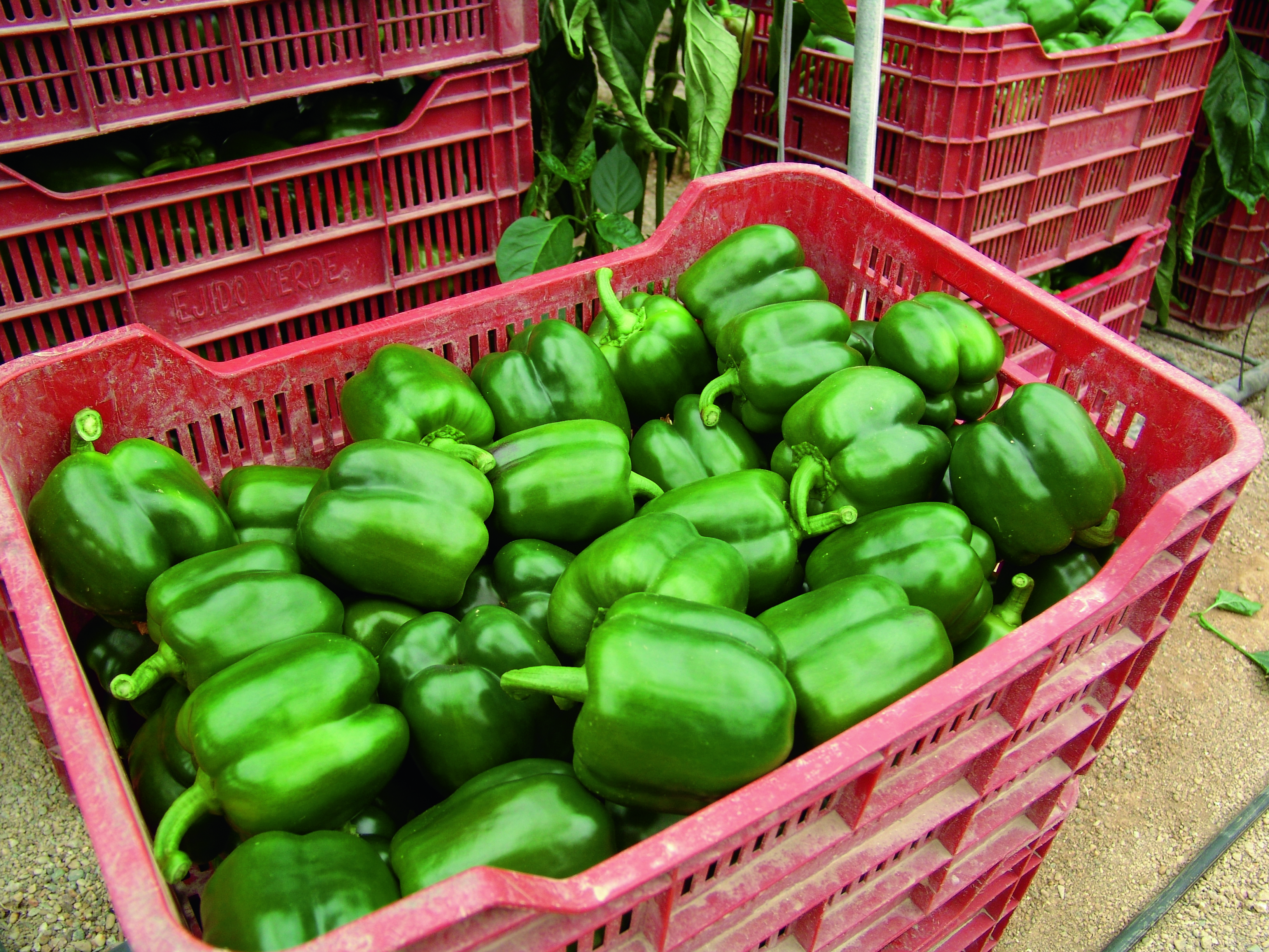 Las hortalizas almerienses sufren un desplome generalizado de precios en la semana 16