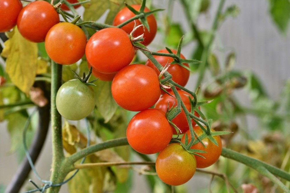 El tomate es el cultivo que más cotización pierde en la última semana