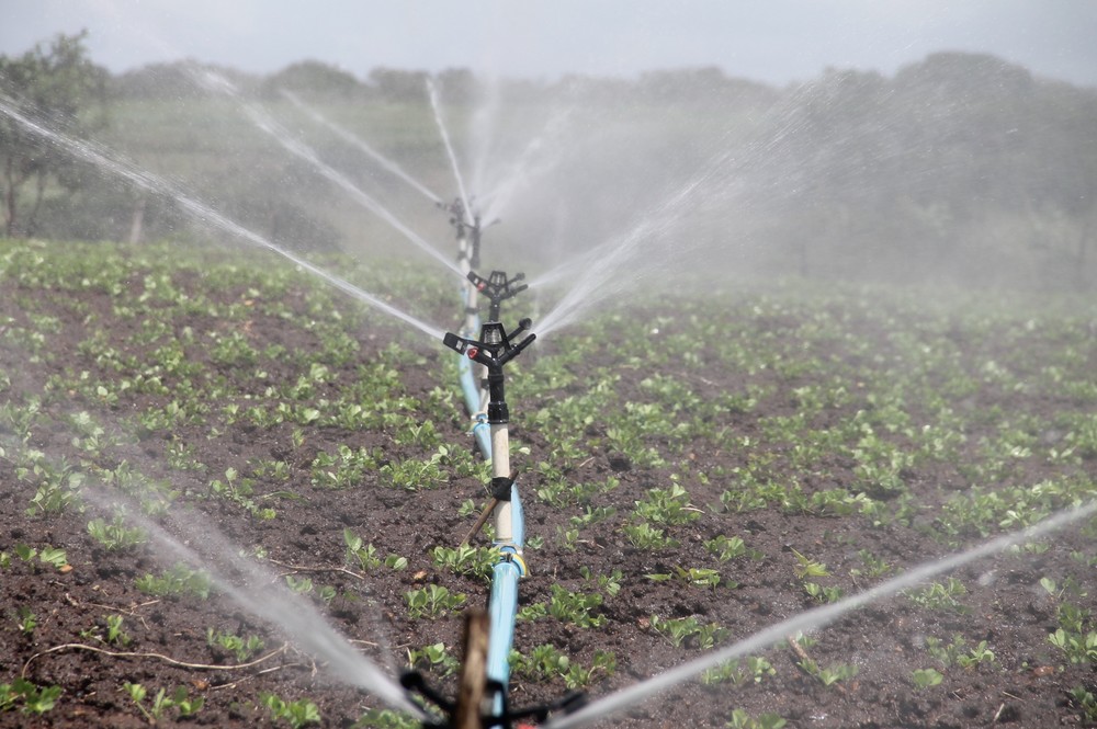 La salinización del agua de riego reducirá la gama de frutas y hortalizas cultivables en Almería