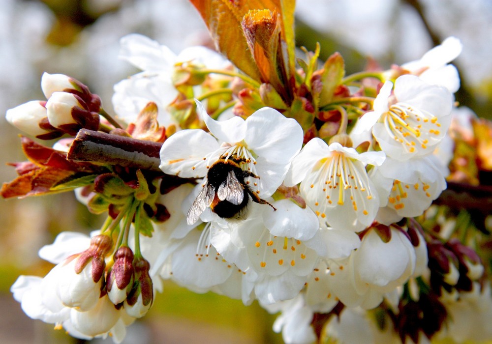 Cómo impulsar la floración en cerezo para aumentar la producción hasta un 22%