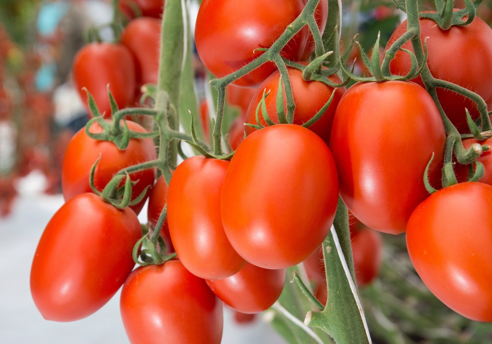 Zeraim apuesta por tomates con más resistencias, muy productivos y con gran sabor
