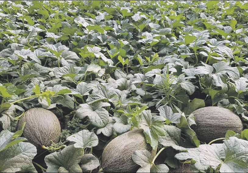 La defensa y promoción del melón preocupa en el sector agrario