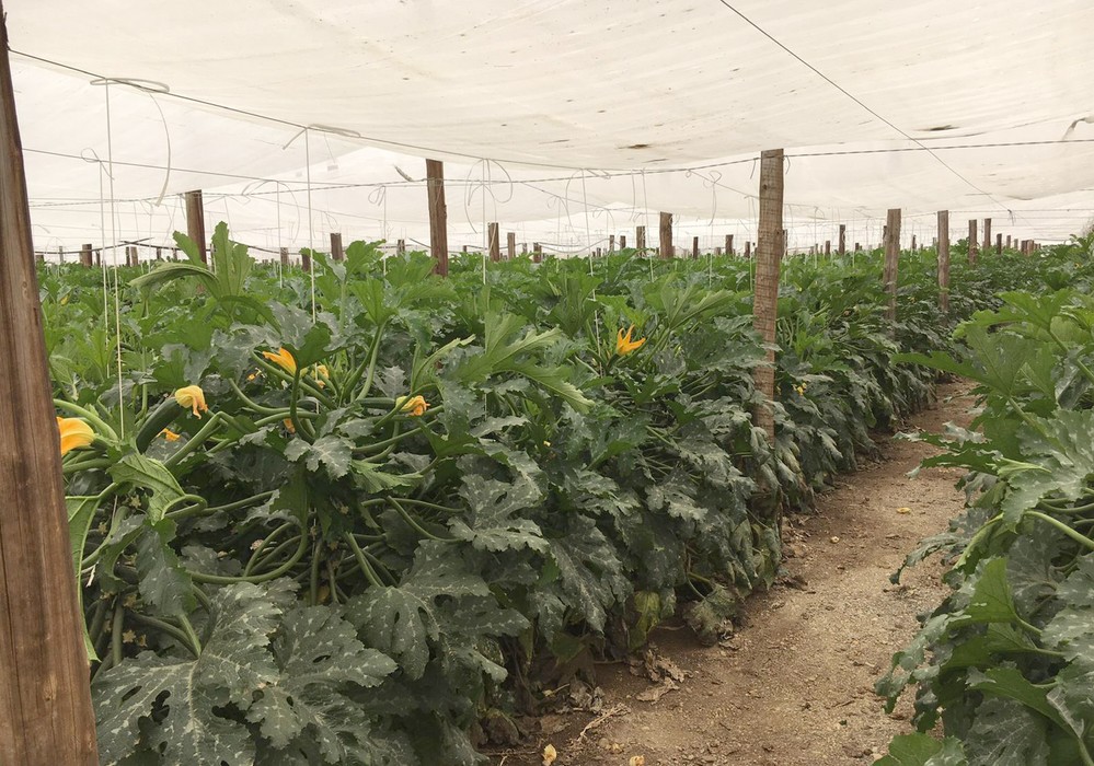 Sanidad y rentabilidad del cultivo ecológico del calabacín