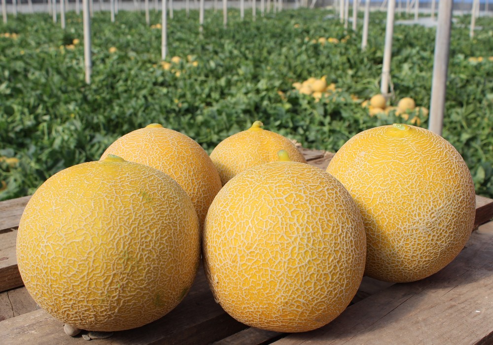 Semillas Fitó presentará novedades en melón cantaloup, galia y amarillo