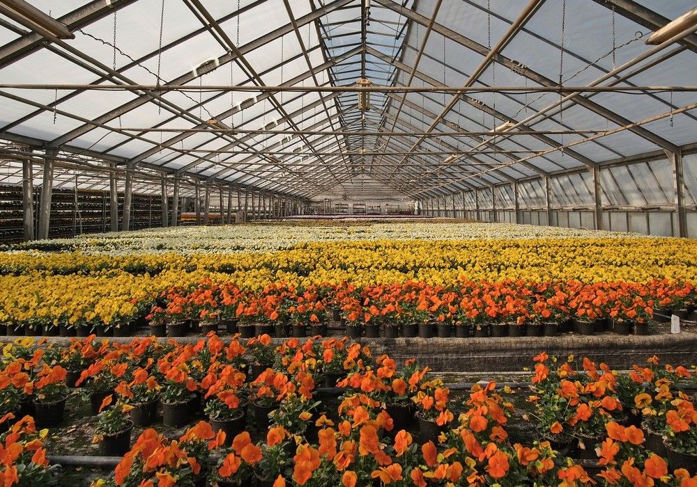 Los viveros españoles produjeron flores y plantas por valor de 900 millones  de euros en 2021 - Noticias - fhalmería