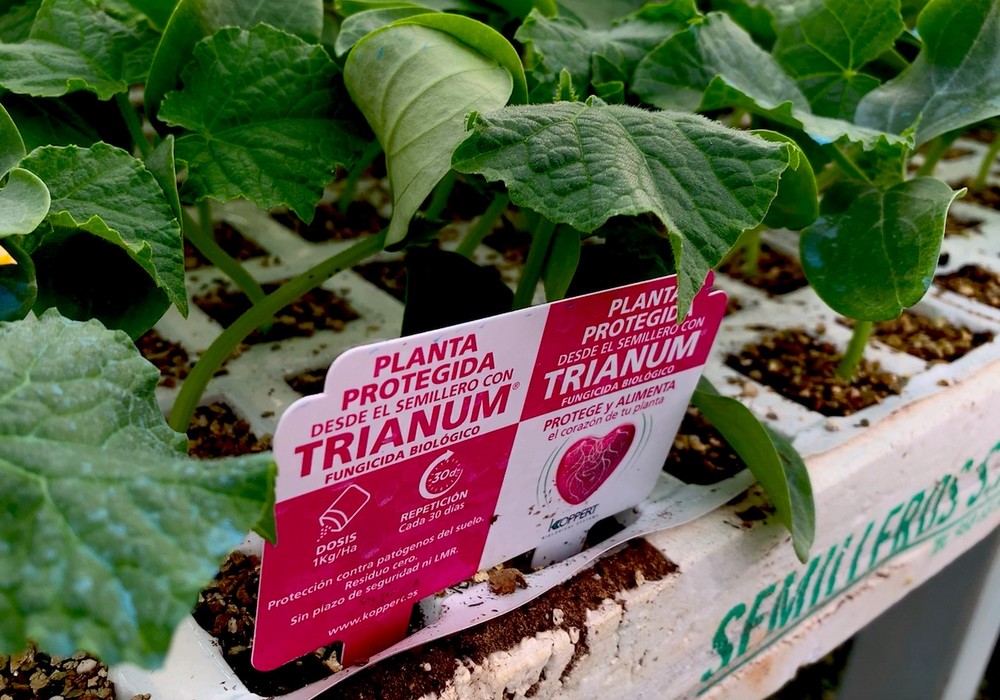 Koppert recomienda Trianum® para proteger y fortalecer los trasplantes de primavera