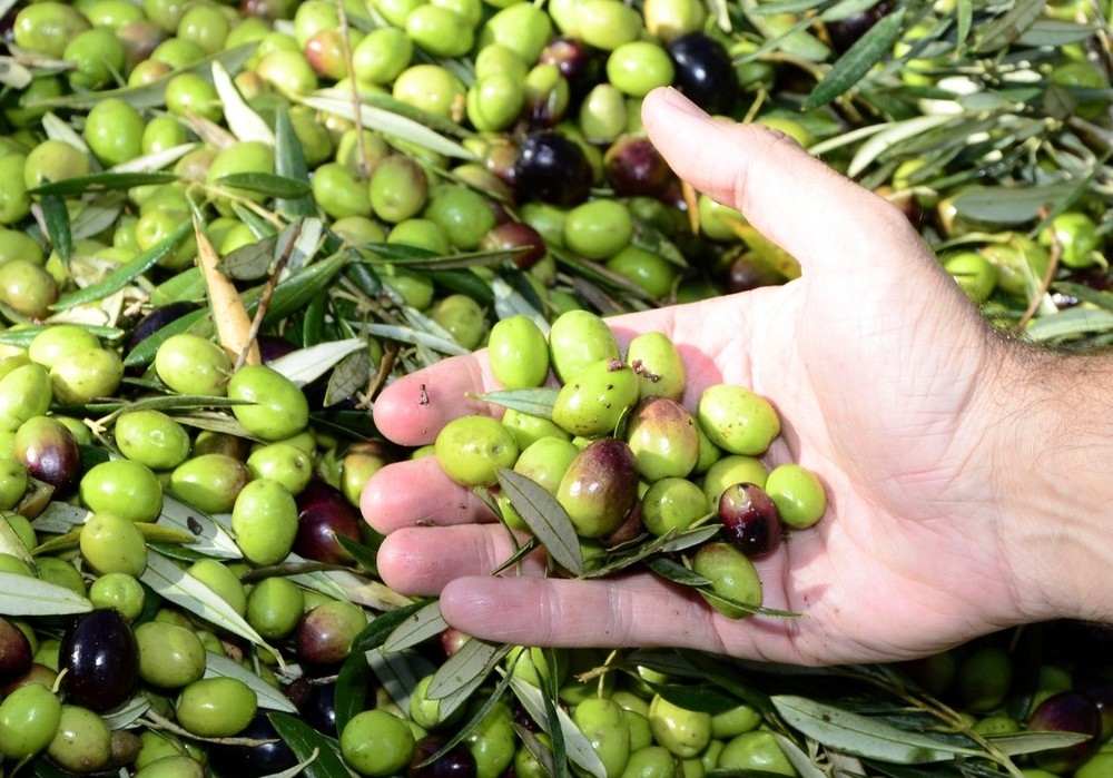El abonado de fondo con fertilizantes de liberación controlada y Polysulphate son claves para la sostenibilidad y rentabilidad del olivar intensivo