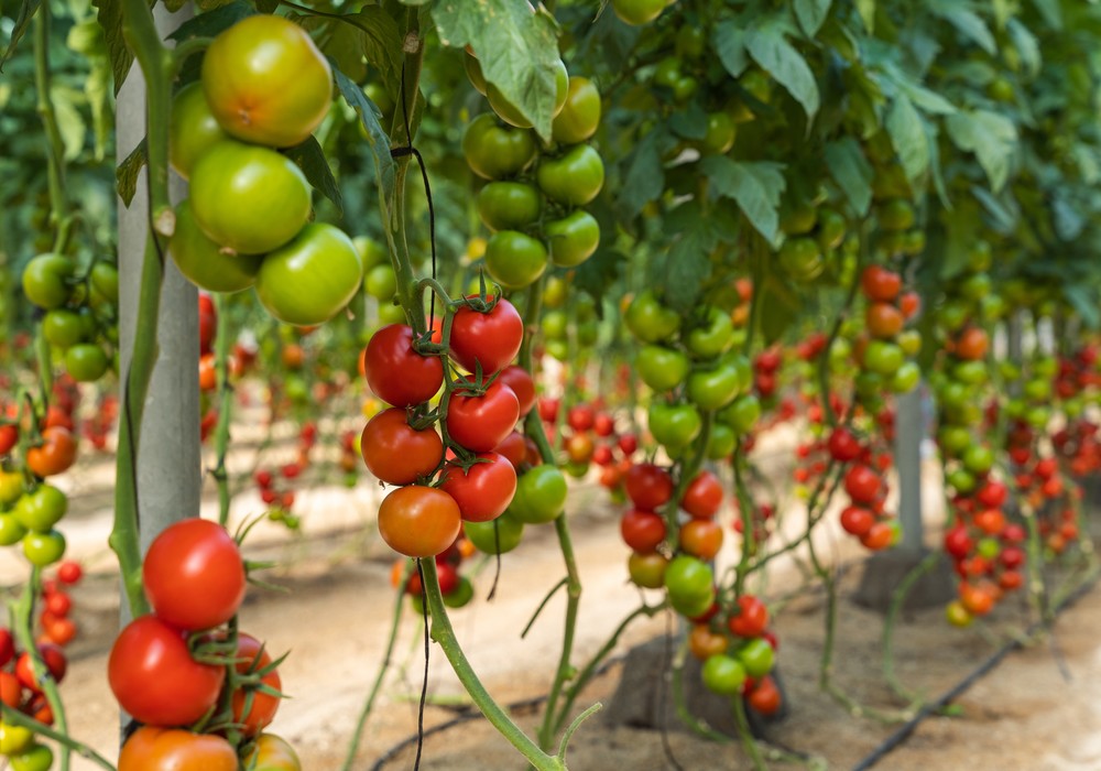 El tomate ramo Bacares F1 sobresale por su precocidad, color y postcosecha
