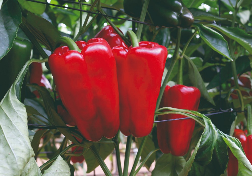 Esopo, el lamuyo de Meridiem Seeds que atrae a los mercados por su color rojo intenso, tamaño idóneo y gran postcosecha