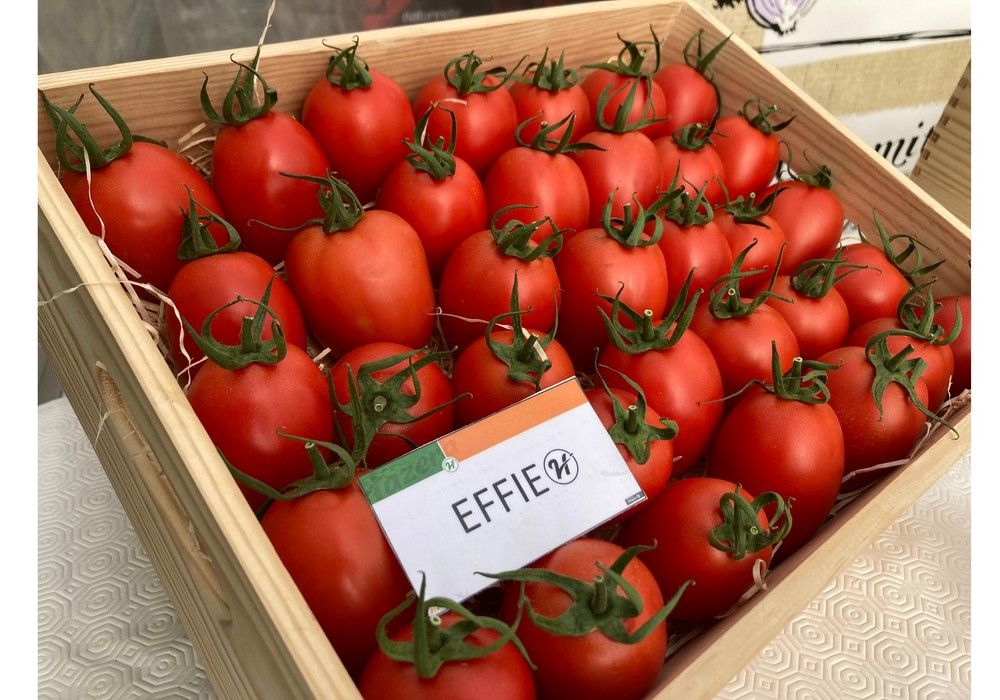 Hazera España presenta las novedades de su portfolio de tomate