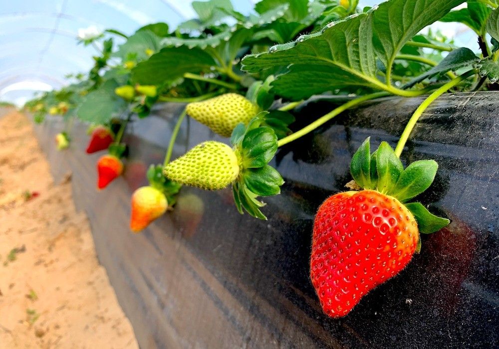  Koppert ofrece con el biofungicida Trianum® el control de patógenos de suelo en fresa y berries