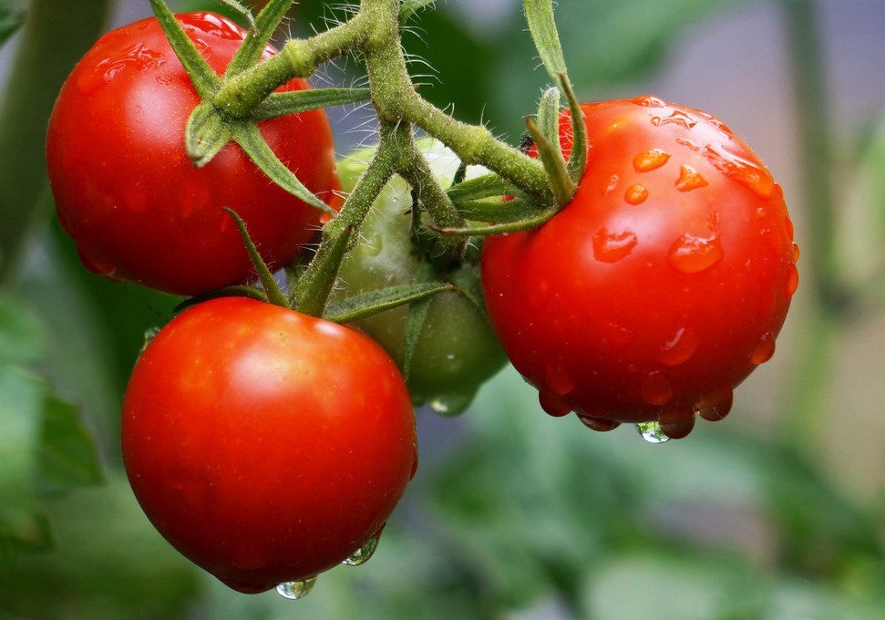 El precio del tomate se desploma en la primera semana de verano