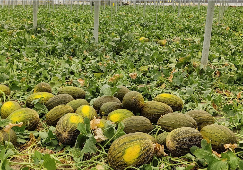 Los productos de NOVIHUM optimizan la producción de melones
