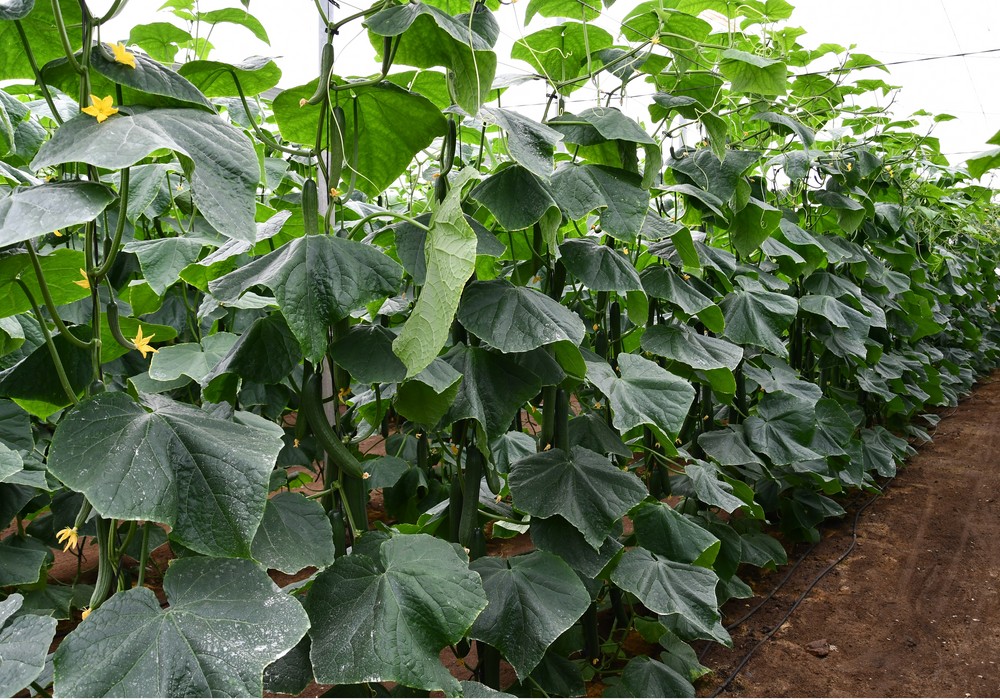 Semilleros Monteplant garantiza al agricultor una planta de pepino con cualidades organolépticas excepcionales