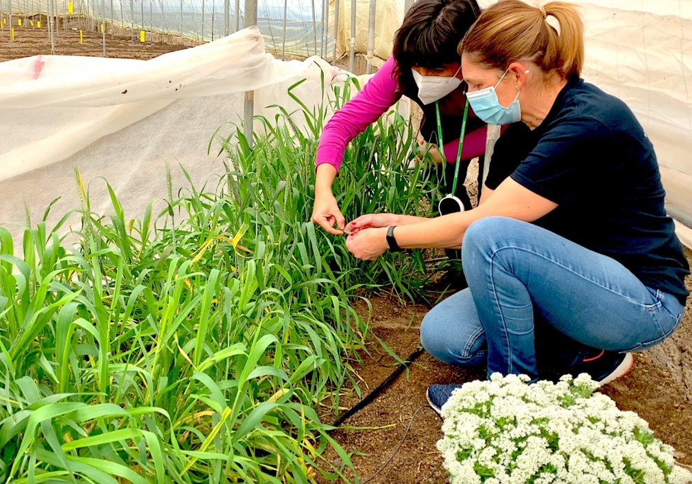 Setos vegetales y plantas reservorio facilitan el éxito en el control biológico del pulgón