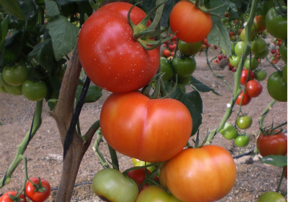 Noviembre cierra con la caída de los precios del tomate, calabacín y pimiento