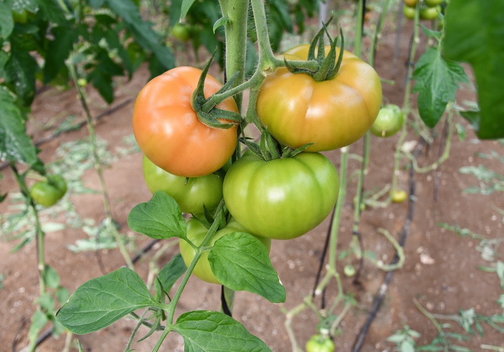 Ibeth, el nuevo tomate de Syngenta con resistencia al virus rugoso (ToBRFV)