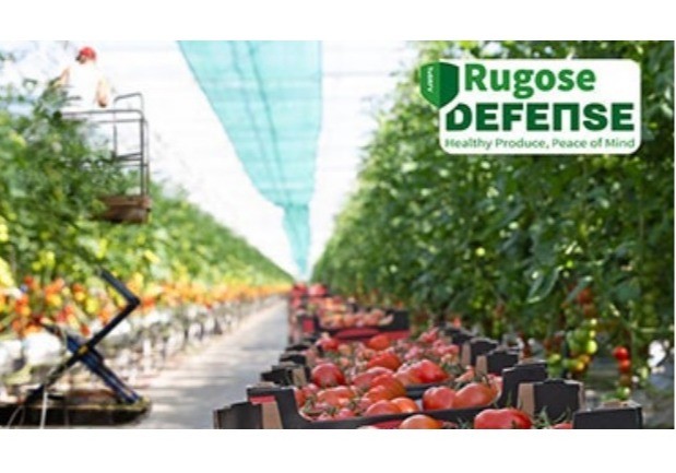 Rijk Zwaan presenta sus primeras variedades de tomate con alta resistencia al ToBRFV