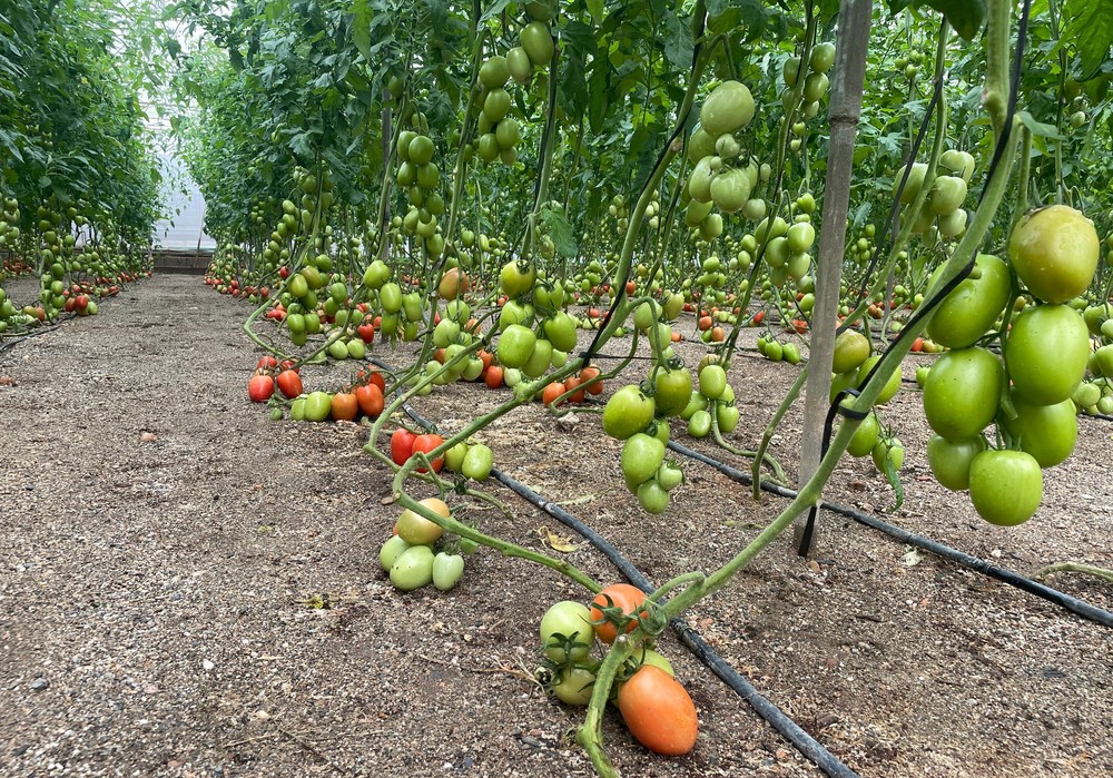 Top Seeds amplía su catálogo de tomate con el pera Arondir