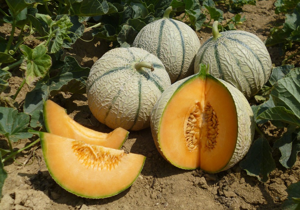 El negocio de semillas hortícolas de BASF cierra la adquisición de la empresa de mejora de melones ASL