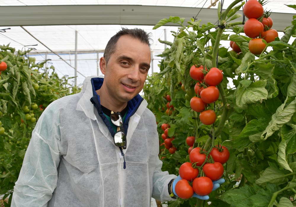 Los agricultores almerienses conocen Bacares, el tomate ramo “todoterreno” de BASF
