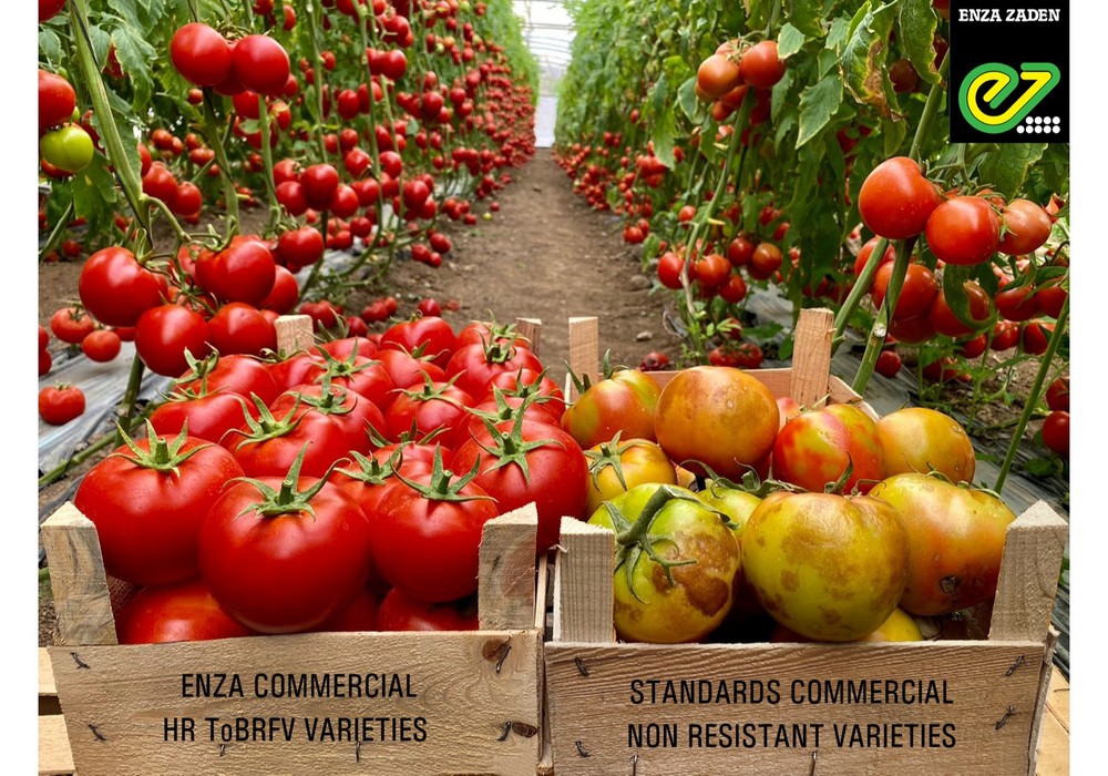 Enza Zaden dispone de variedades comerciales con Resistencia Alta al ToBRFV en las principales tipologías de tomate