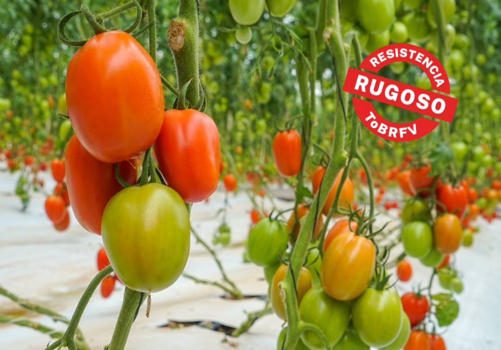 BASF lanza nuevas variedades de semillas de tomate resistentes  al Virus del Rugoso