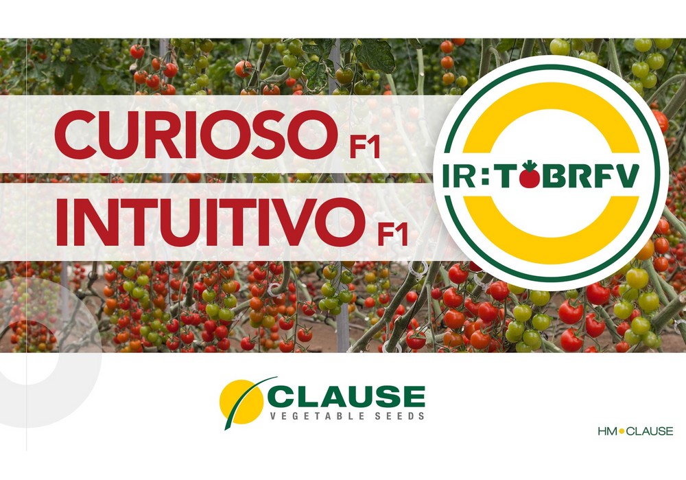HM.CLAUSE presenta Intuitivo F1 y Curioso F1, sus primeras variedades con resistencia al virus del rugoso del tomate (ToBRFV)