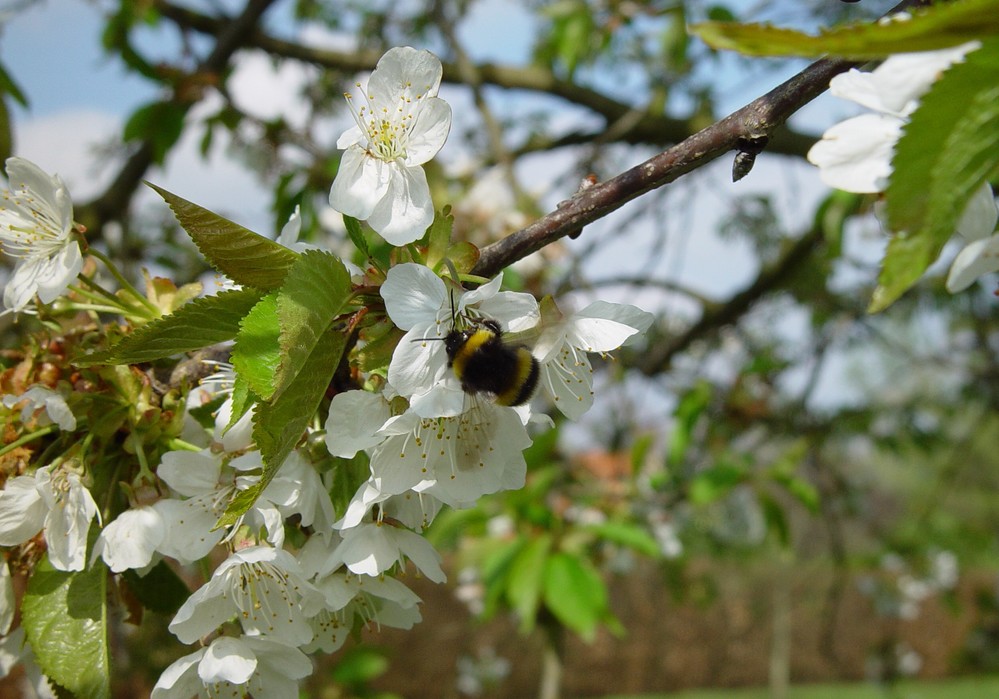 Los abejorros superan los desafíos de la polinización de los cultivos al aire libre