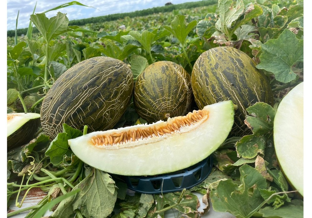 Origene Seeds mantiene su línea innovadora con sus variedades precomerciales de sandía y melón