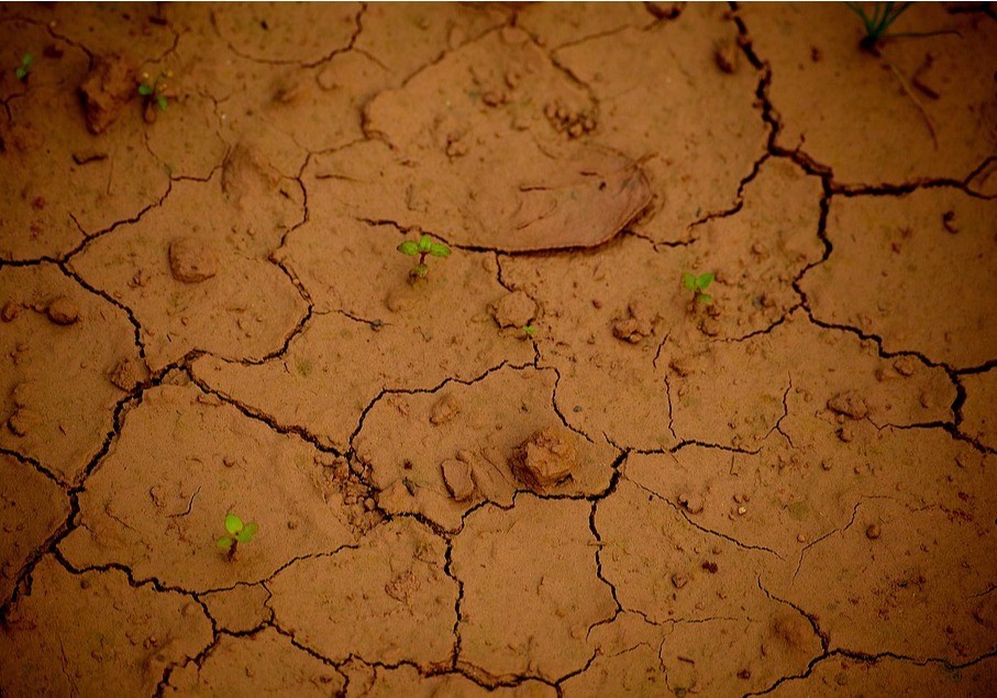 La sequía provoca una crisis sin precedentes en el sector agrario