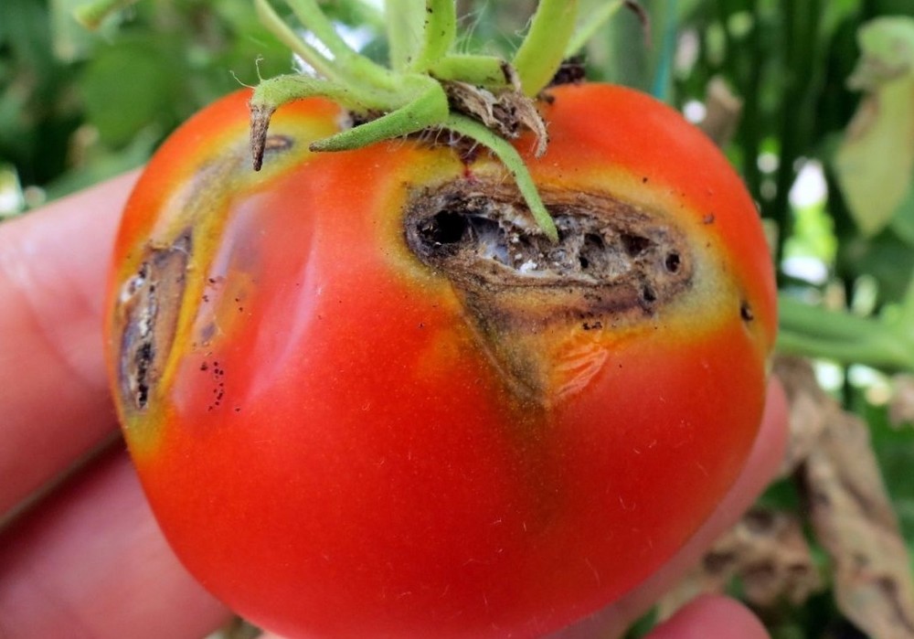 Un proyecto promoverá el control biológico de la Tuta absoluta, una de las principales plagas de la tomatera