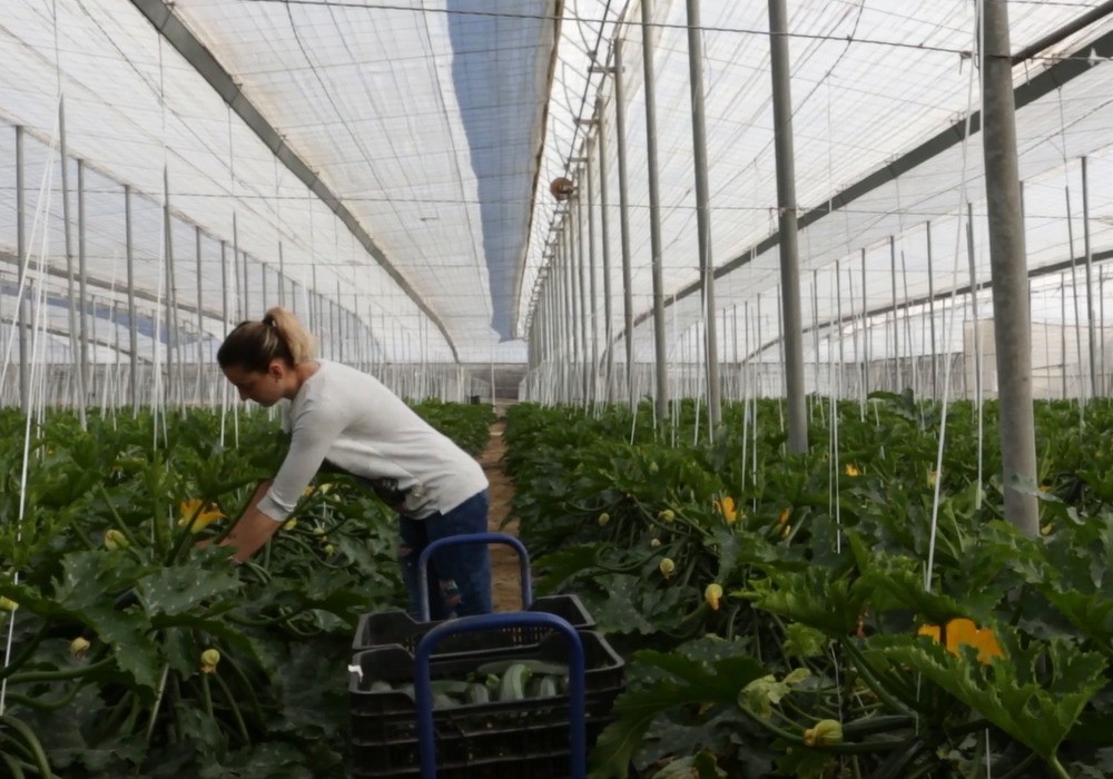 Cerca de 1.900 agricultores de Almería reciben 1,4 millones de euros para compensar la subida del precio de los fertilizantes