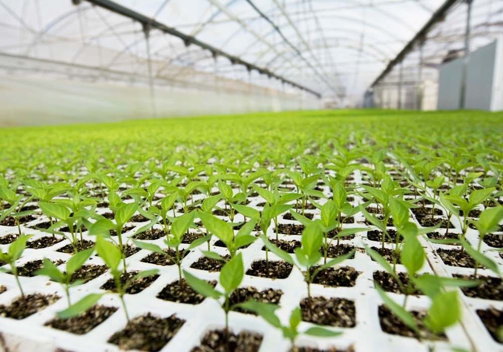 El Plantel Semilleros garantiza una planta óptima y con gran sistema radicular