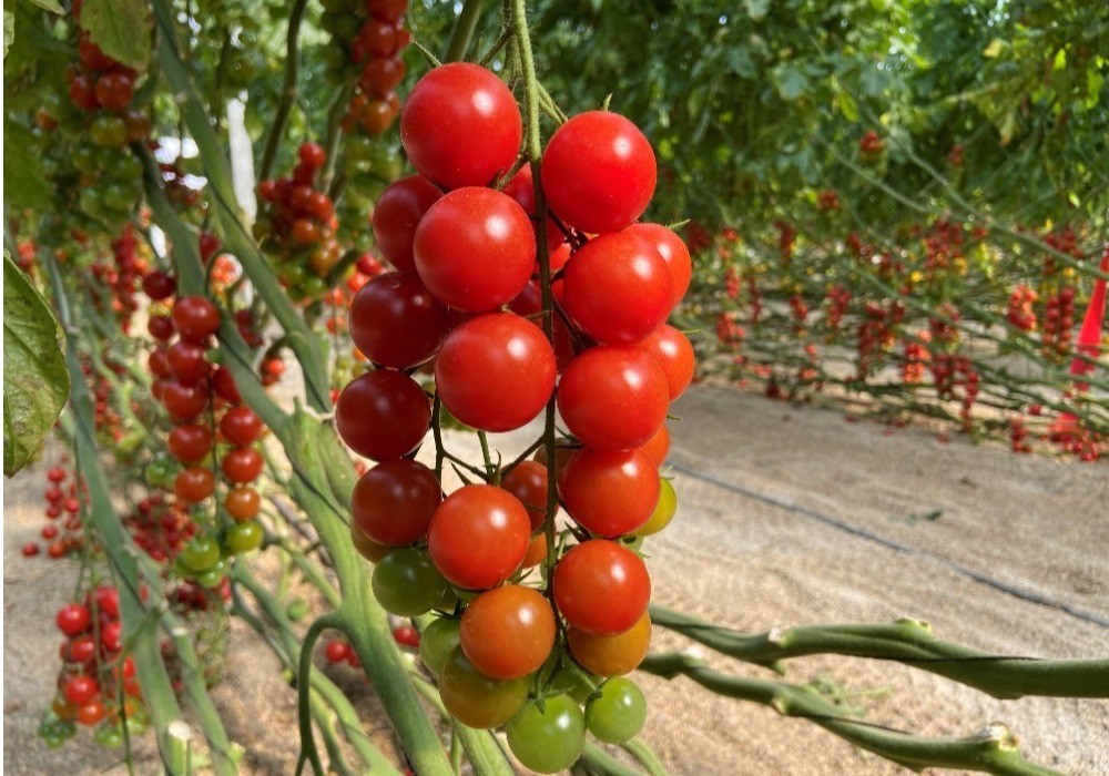 Rijk Zwaan estrena su portfolio Rugose Defense con cuatro variedades de distintas tipologías de tomate