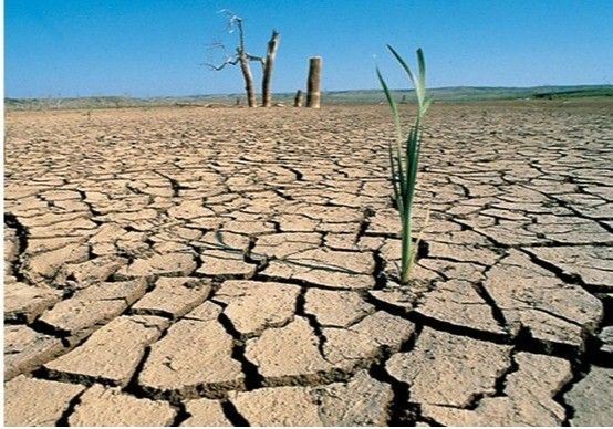 Cajamar activa una línea de financiación de 300 millones para agricultores afectados por la sequía