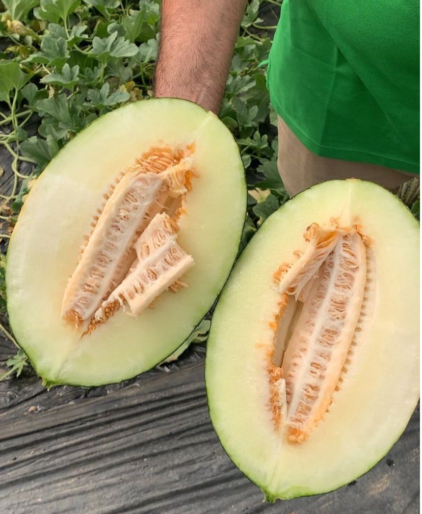 Gran acogida del melón piel de sapo con sabor de Sakata en Almería