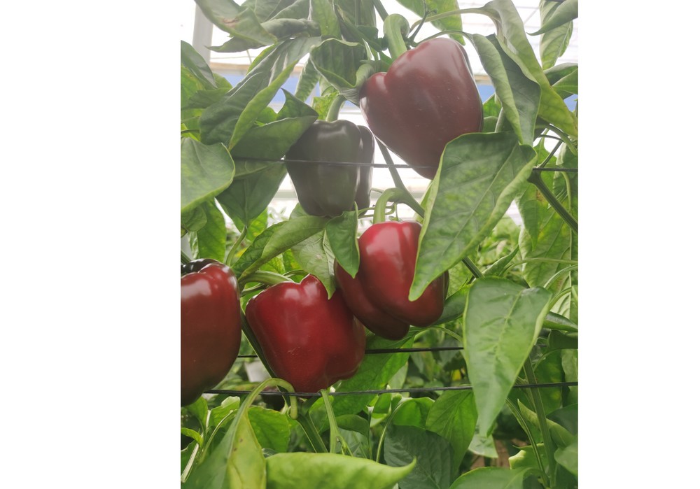 Origene Seeds prepara el lanzamiento de su nueva variedad de California rojo tardío