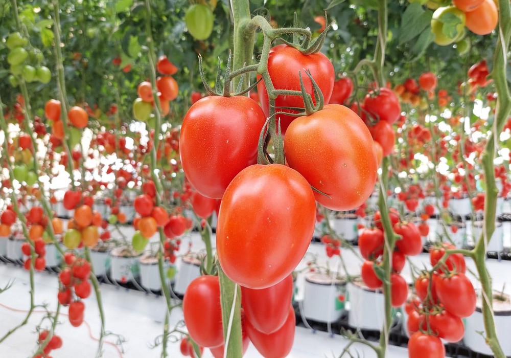 Azovian y Blindon, los tomates pera con resistencias para cubrir todo el ciclo