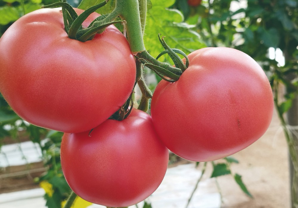 Los nuevos tomates de Intersemillas,  los mejores aliados para controlar al Rugoso
