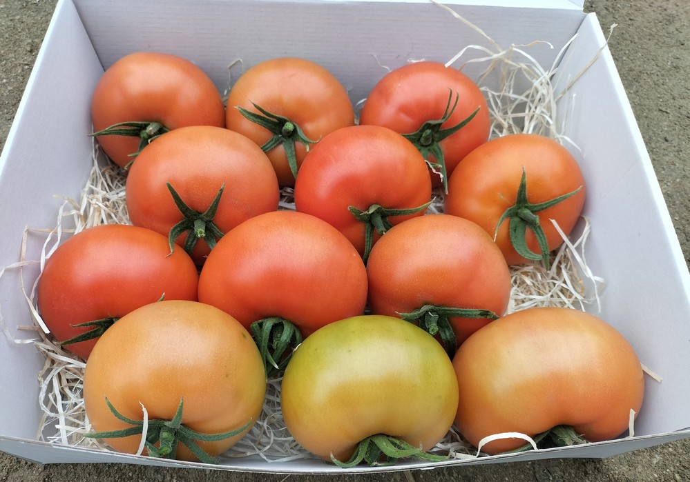 Romancero, el tomate rama precoz de referencia en el mercado