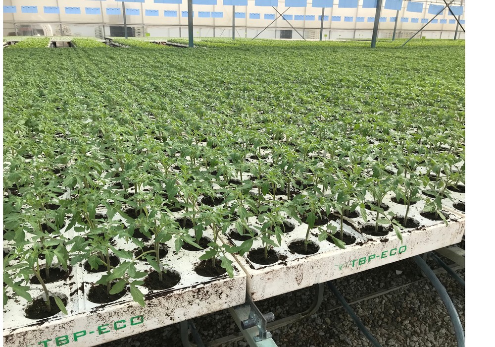 Tecnobioplant pone en marcha el  ‘plan de buenas prácticas fitosanitarias’ creado por el Comité Técnico de Asehor