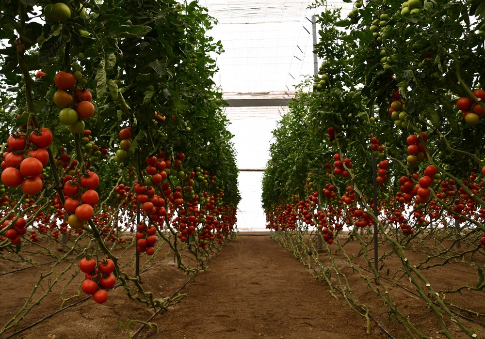 Tronix, el portainjerto de Semillas Fitó para sacar el máximo potencial al tomate