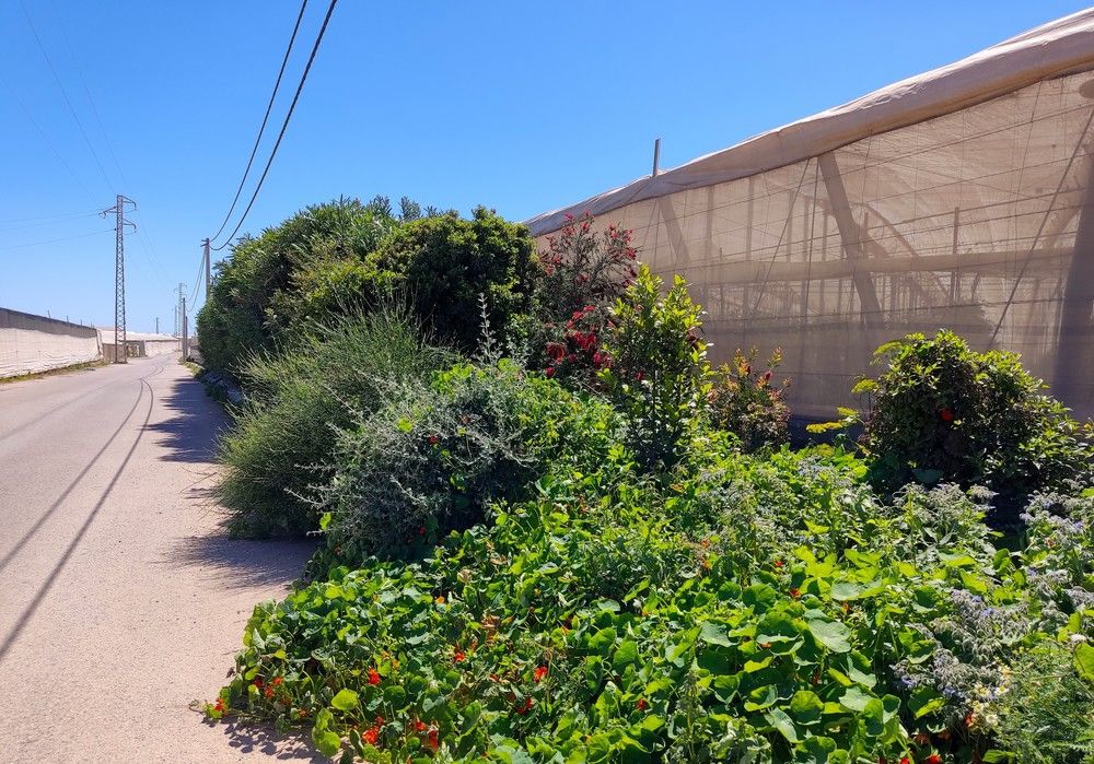 Se multiplican las ventas de plantas refugio para convertir los invernaderos en islas de biodiversidad