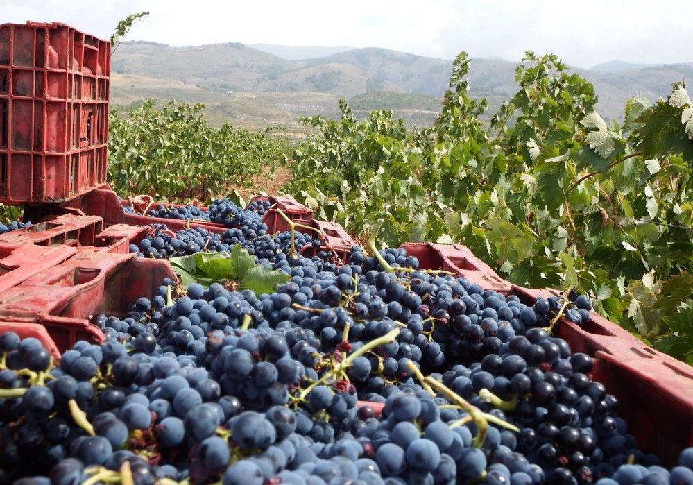 ASAJA Almería estima que se reducirá un 15% la cosecha de uva para vinificación