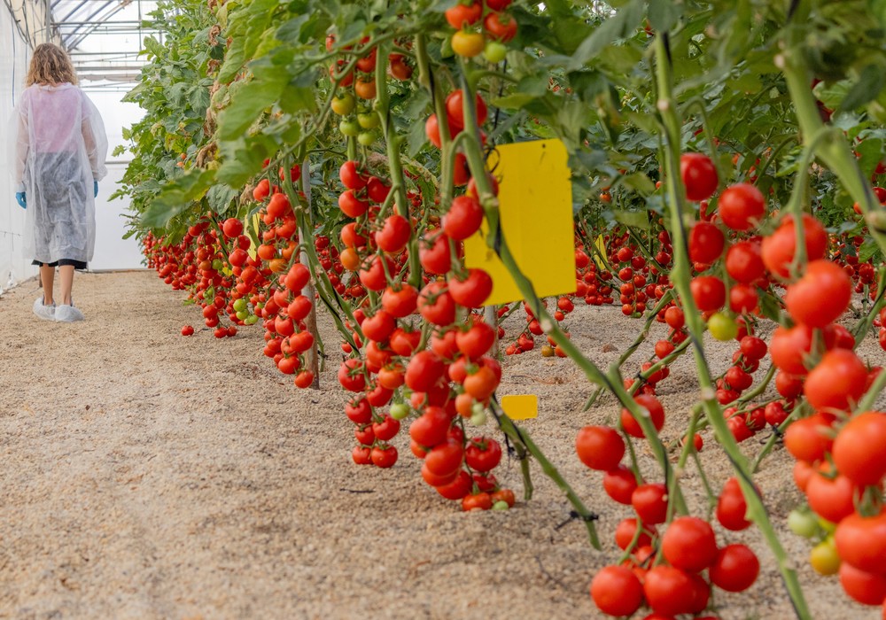 CapGen Seeds trabaja por paliar los efectos de la sequía en el cultivo de tomate