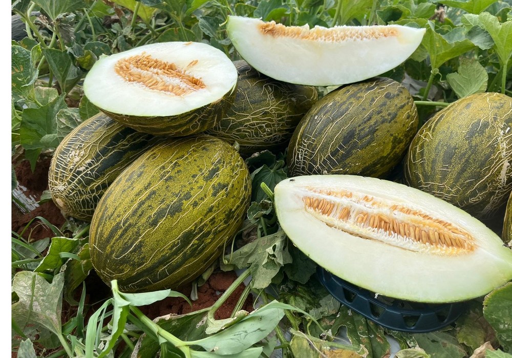 Origene Seeds se afianza en el segmento de melón piel de sapo tradicional al aire libre con Zafiro F1 en Murcia y La Mancha