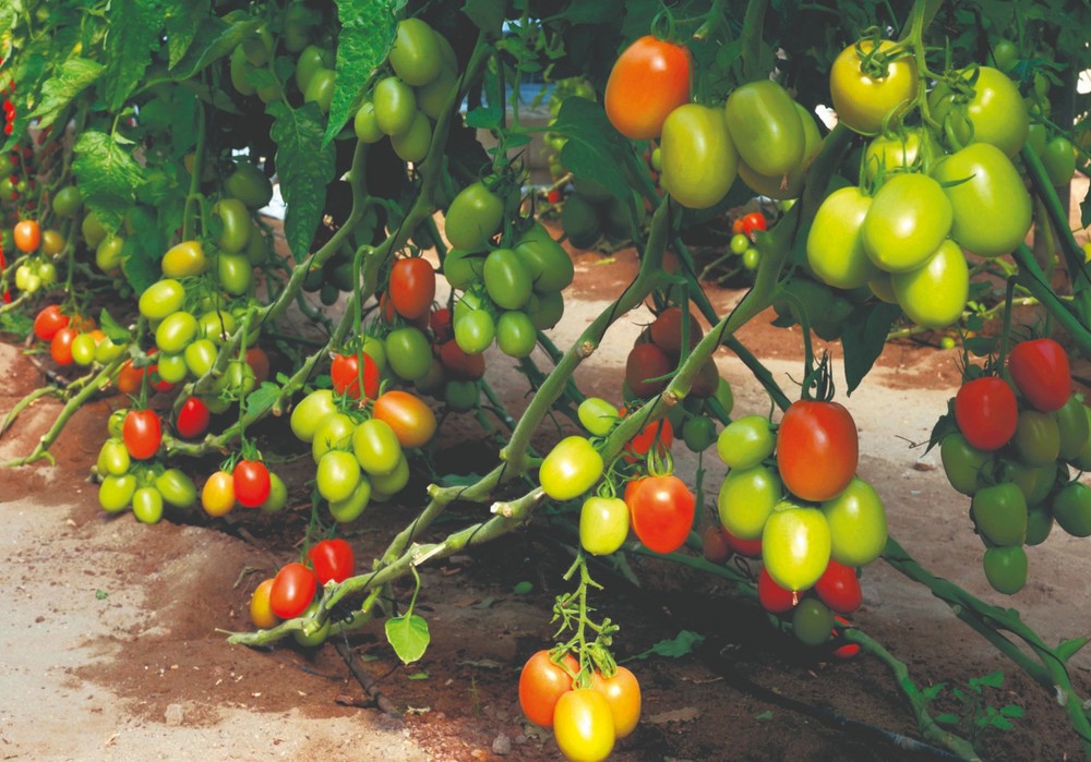 Meridiem Seeds introduce en el mercado nuevas variedades con resistencia a rugoso-ToBRFV dentro de los segmentos cherry y pera