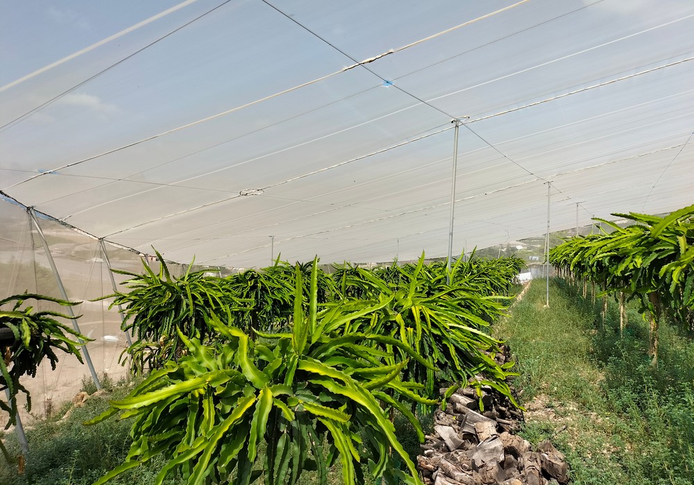Nueva solución revolucionaria para la protección del golpe de sol en los cultivos