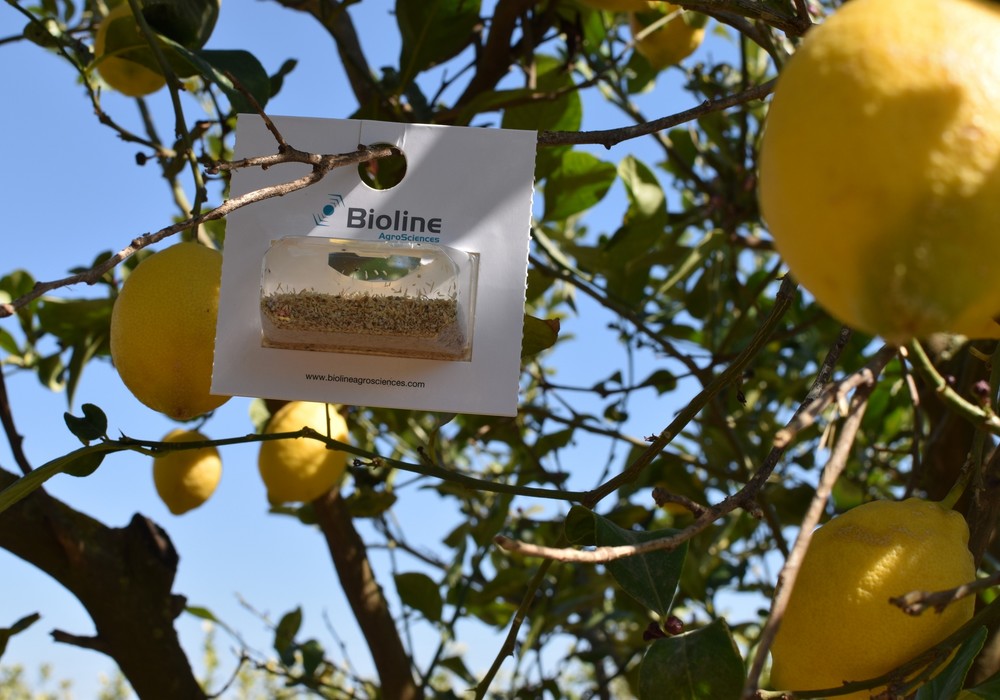 Bioline Iberia presentará en Fruit Attraction sus innovadoras biosoluciones para las plagas de cítricos